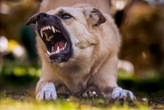 Dog Bites Attorney