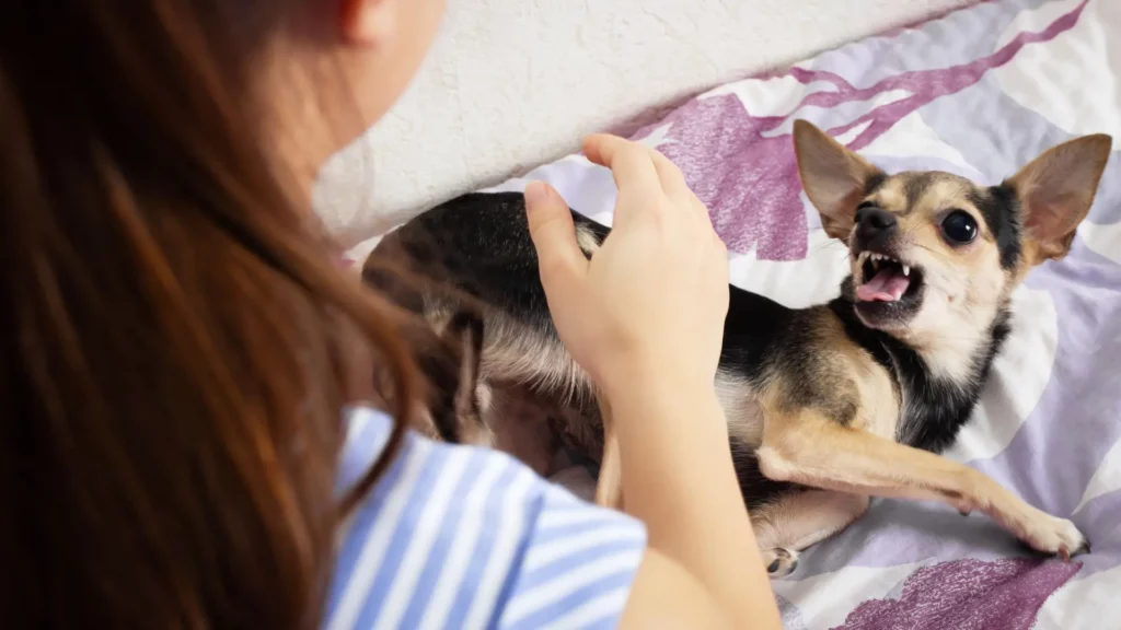 A woman trying to approach a small dog that is barking at her.