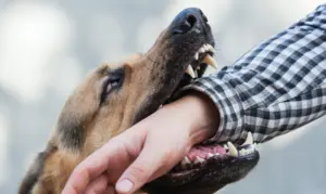 A large dog about to bite a person's arm.