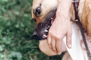 A dog about to bite a person's hand.